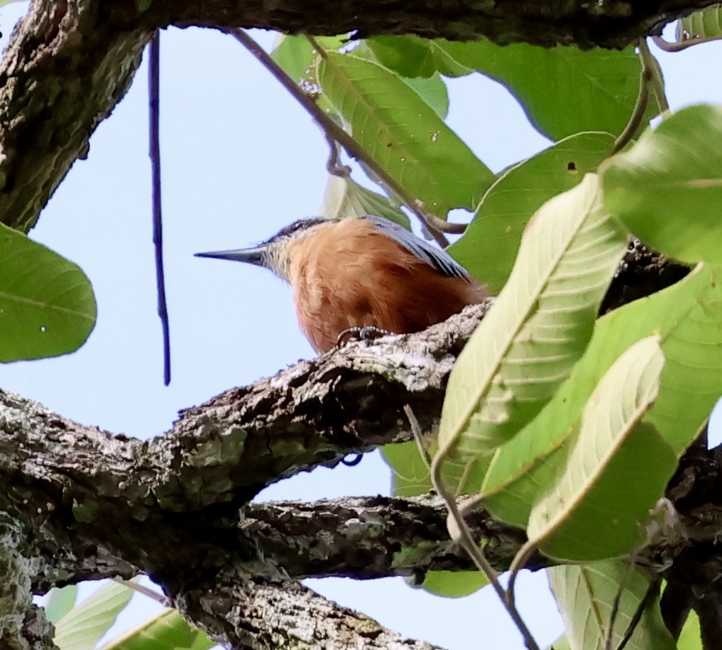 Burmese Nuthatch - ML638180447