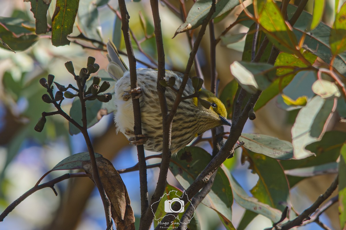 Yellow-plumed Honeyeater - ML638180449