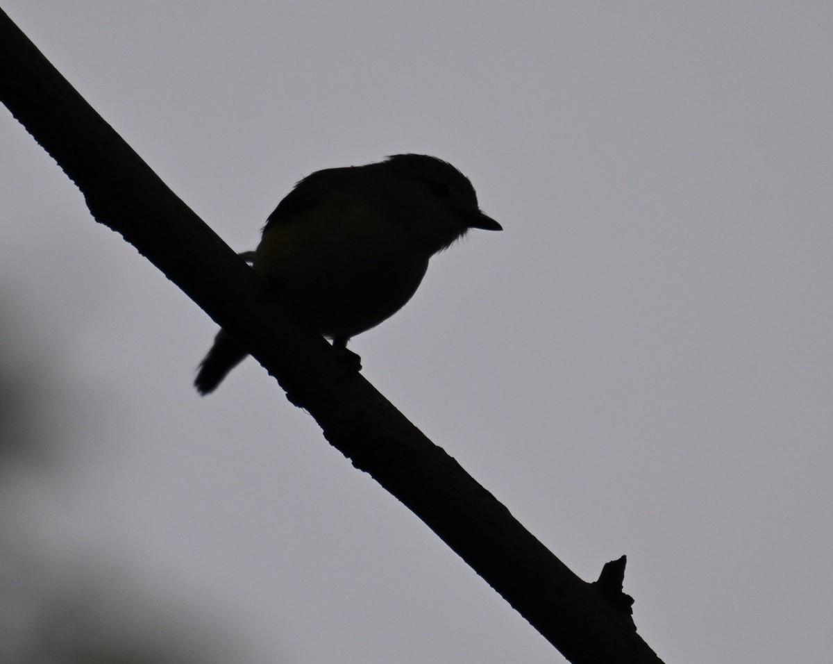 Small Minivet - ML638180454
