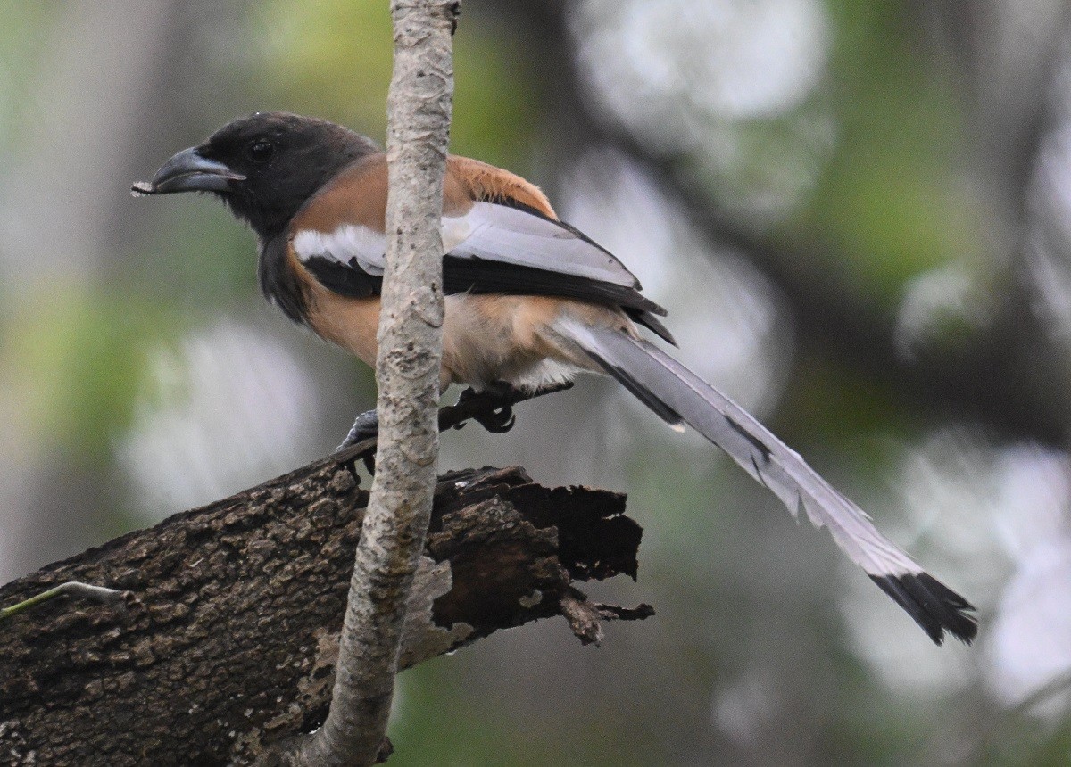 Rufous Treepie - ML638180457
