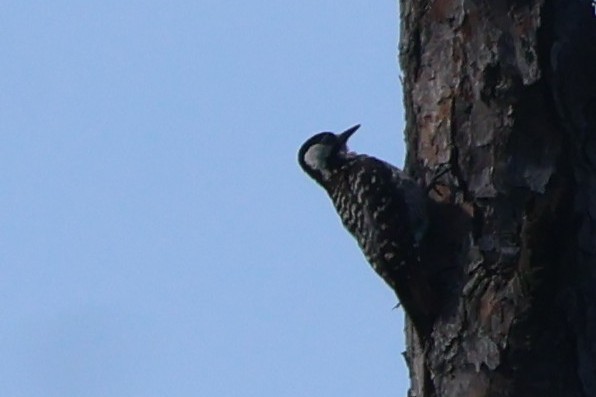 Red-cockaded Woodpecker - ML638180472