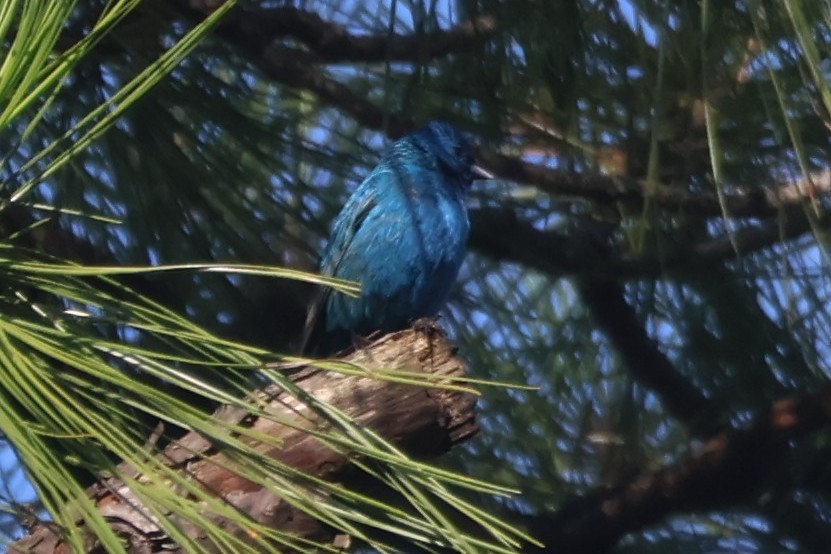 Indigo Bunting - ML638180484