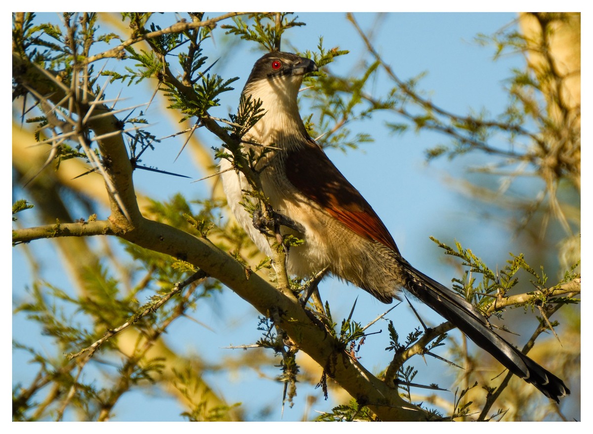 Burchell's Coucal - ML638180487