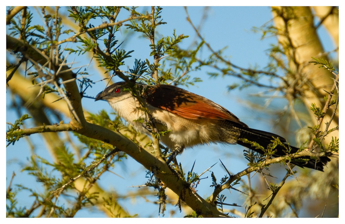 Burchell's Coucal - ML638180488