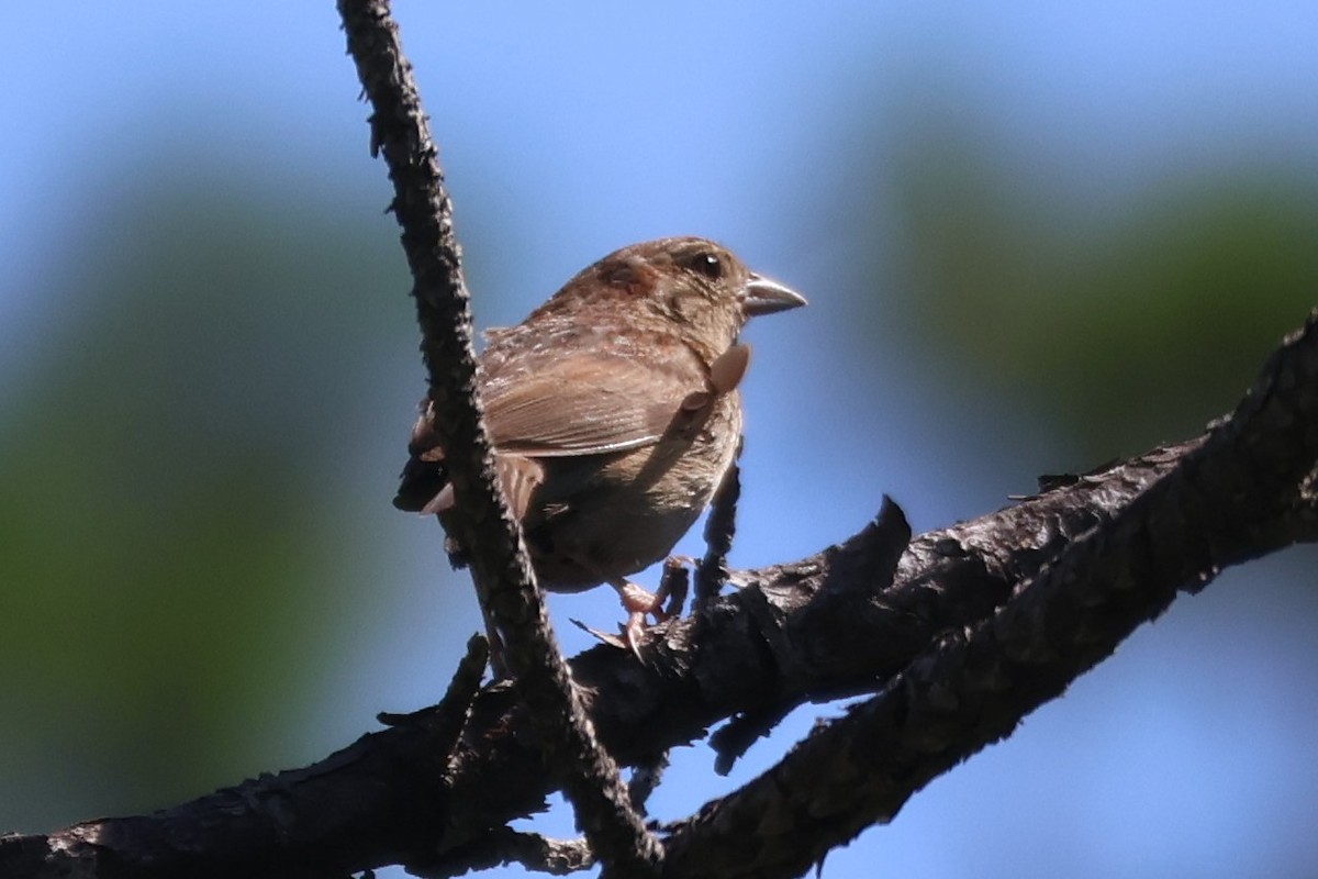 Bachman's Sparrow - ML638180495