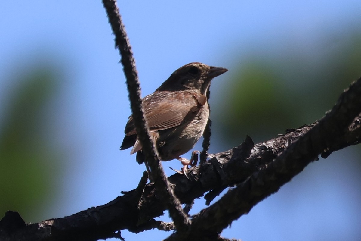 Bachman's Sparrow - ML638180496