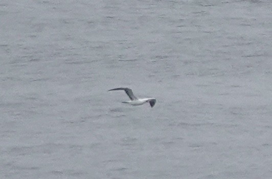 Nazca Booby - ML638180499