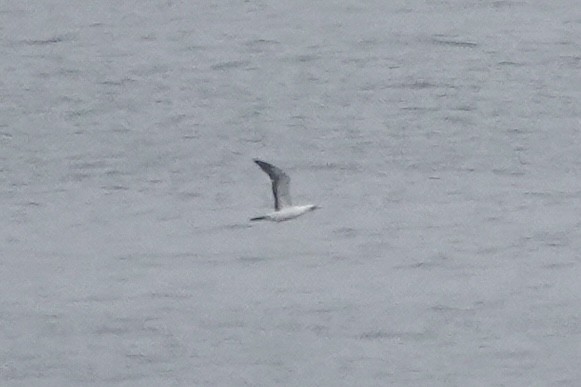 Nazca Booby - ML638180500