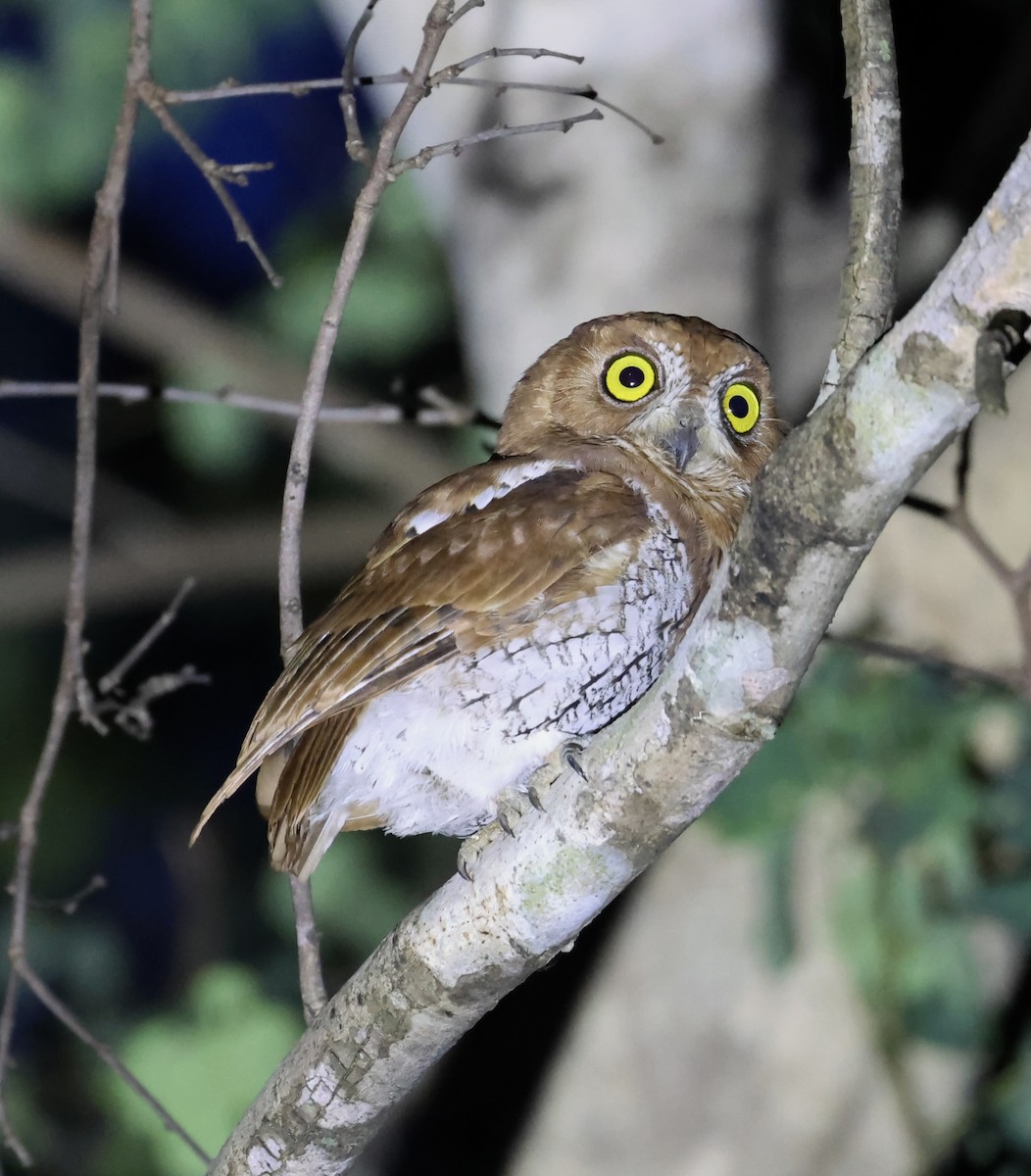 Oriental Scops-Owl - ML638180513
