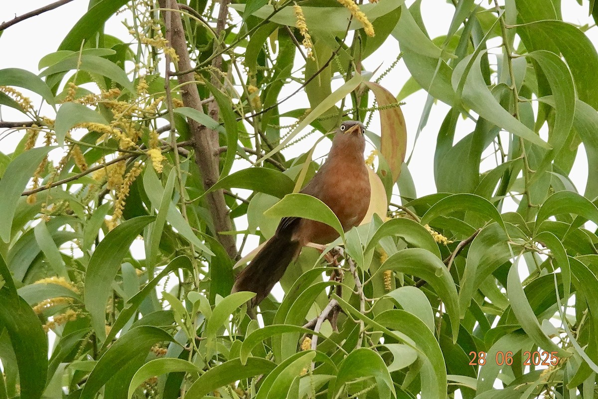 Rufous Babbler - ML638180522