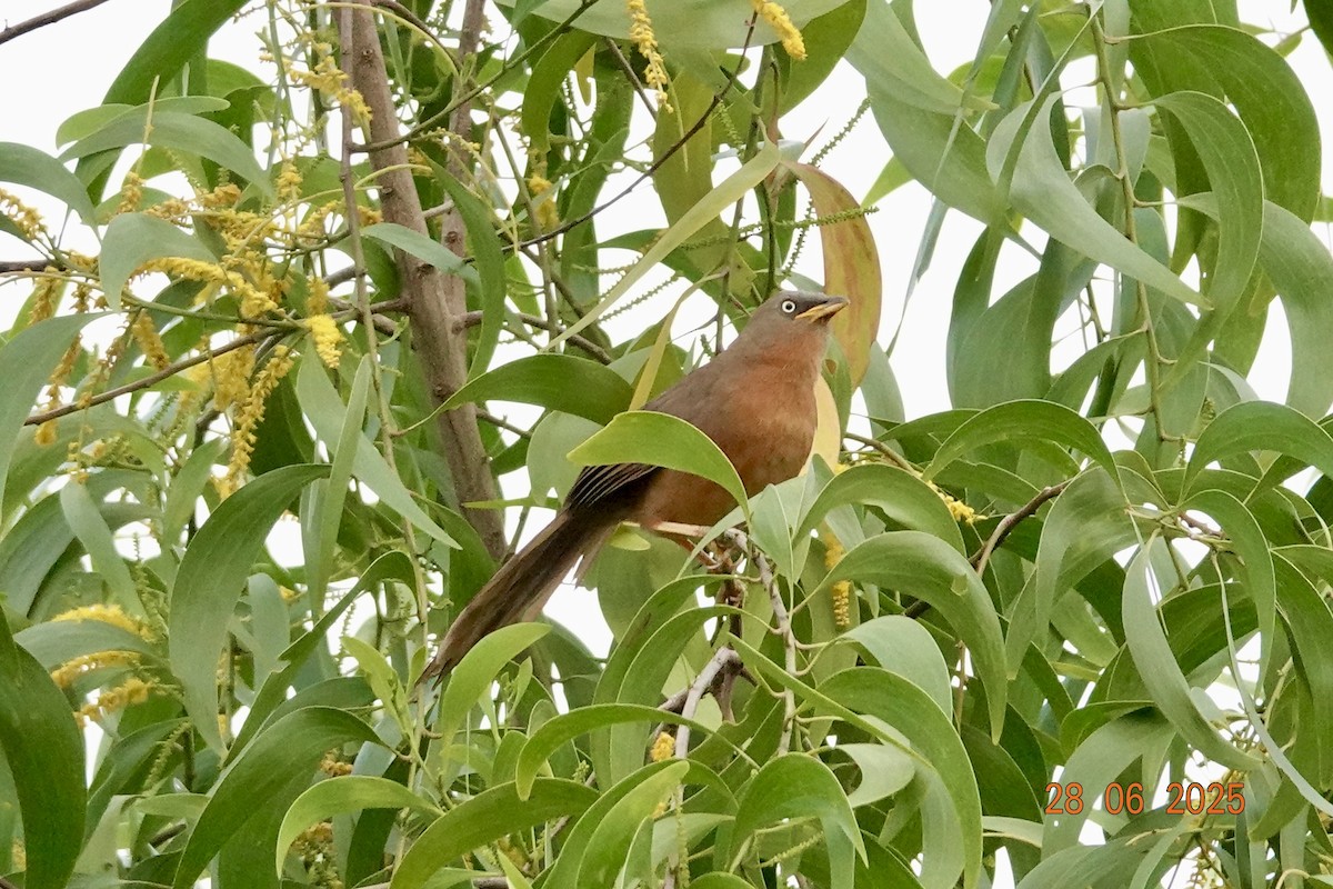 Rufous Babbler - ML638180523