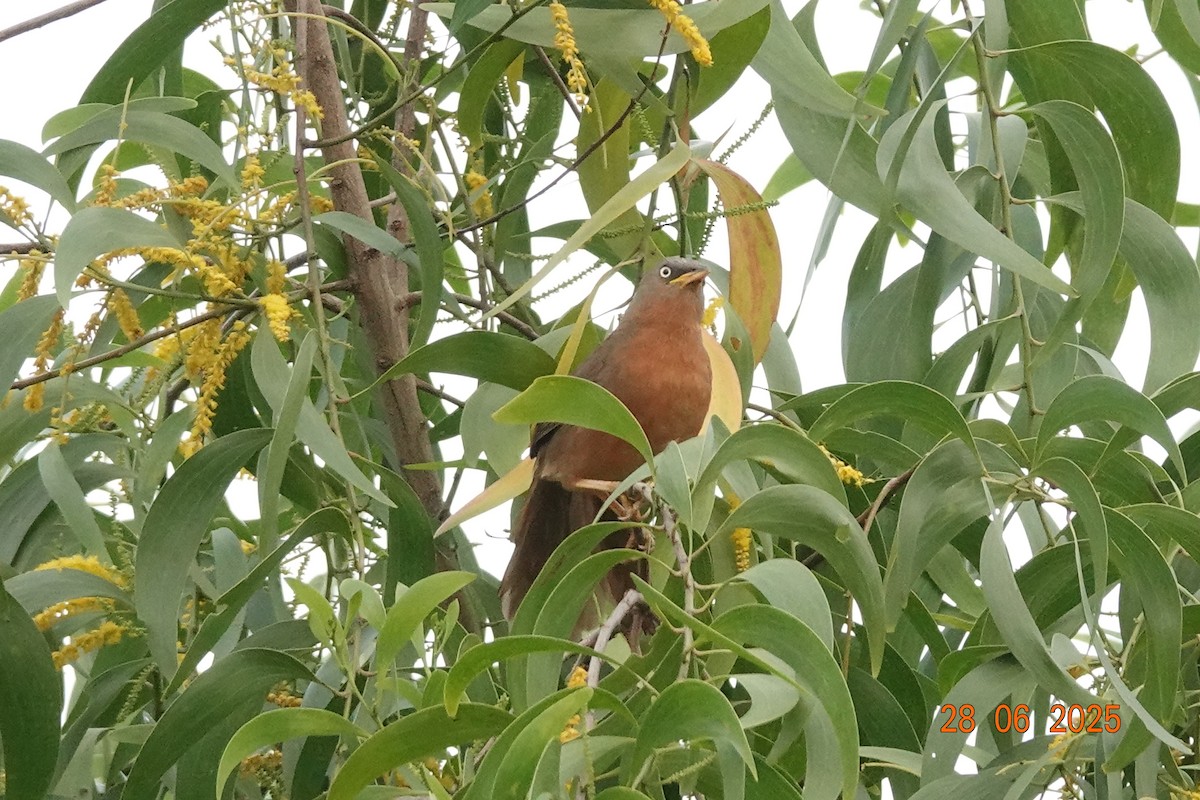 Rufous Babbler - ML638180524