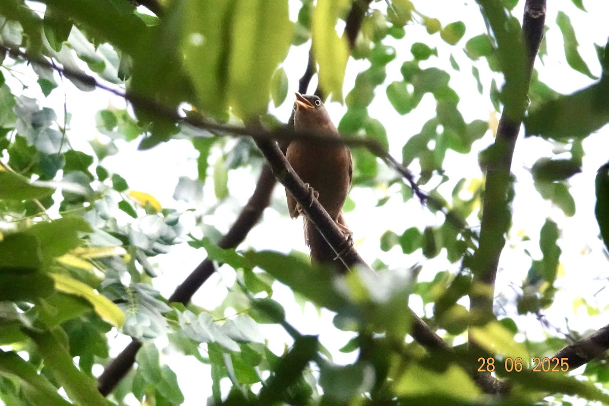 Rufous Babbler - ML638180525