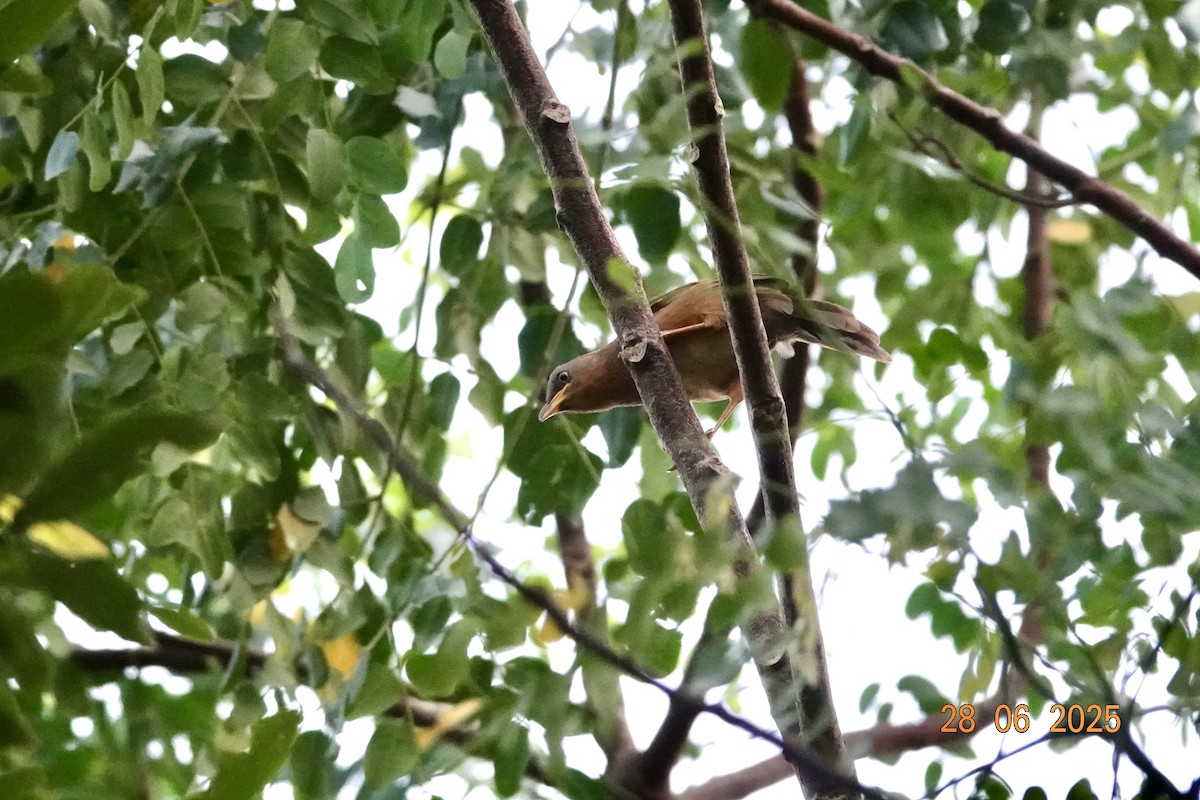 Rufous Babbler - ML638180526