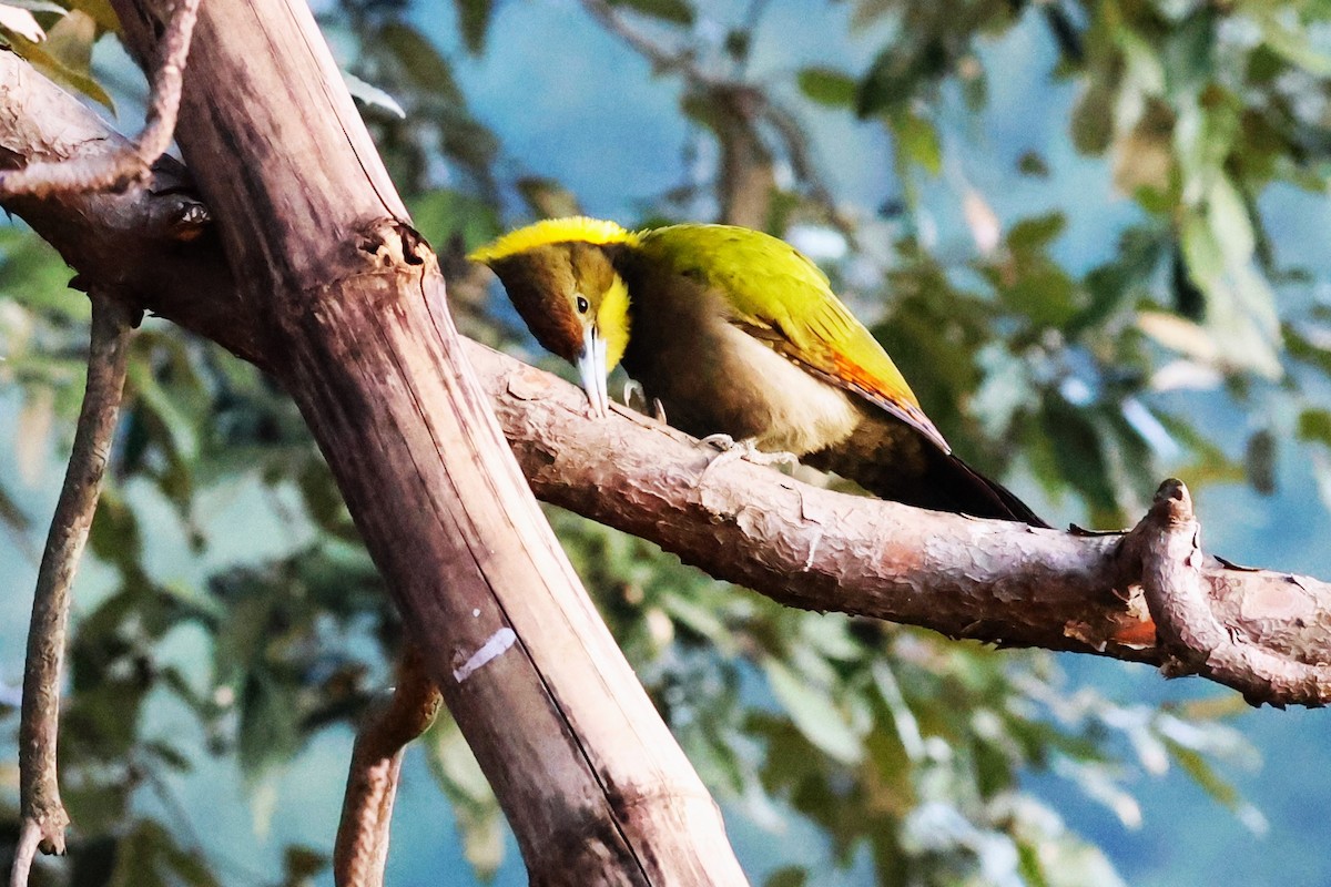Greater Yellownape - ML638180533