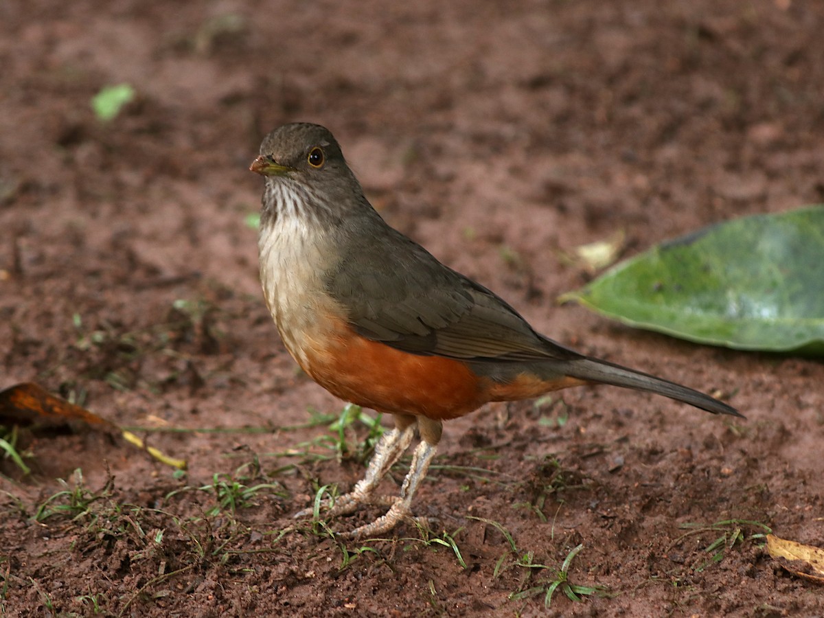 Rufous-bellied Thrush - ML638180536