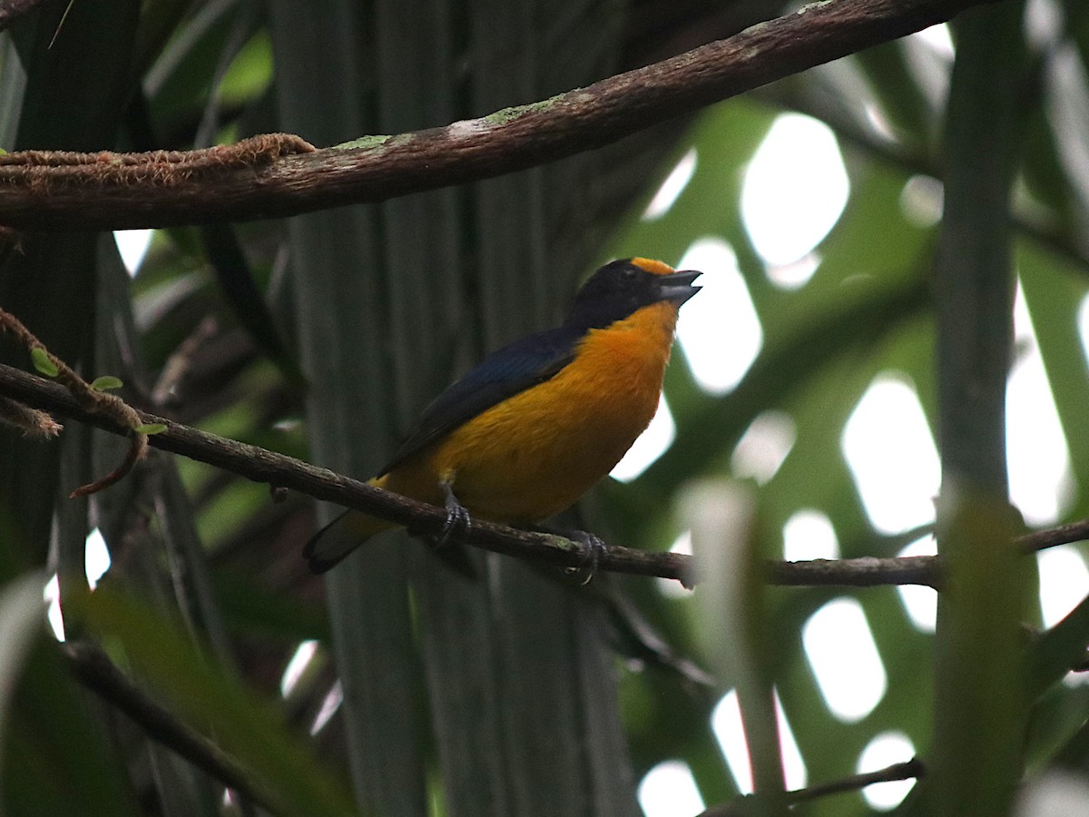 Violaceous Euphonia - ML638180538