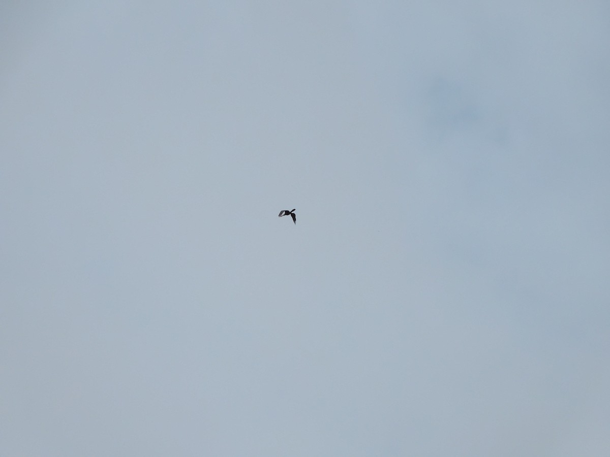 Oriental Darter - ML638180551