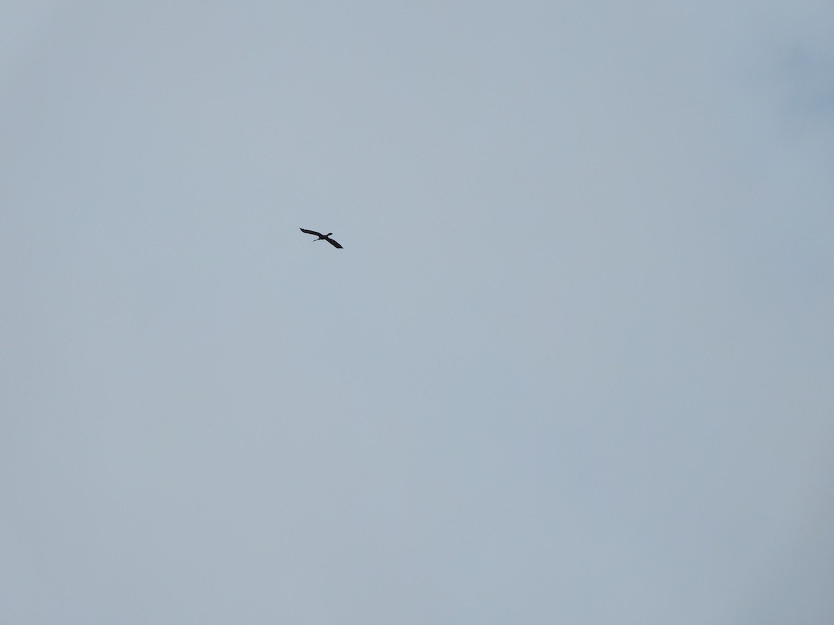Oriental Darter - ML638180552