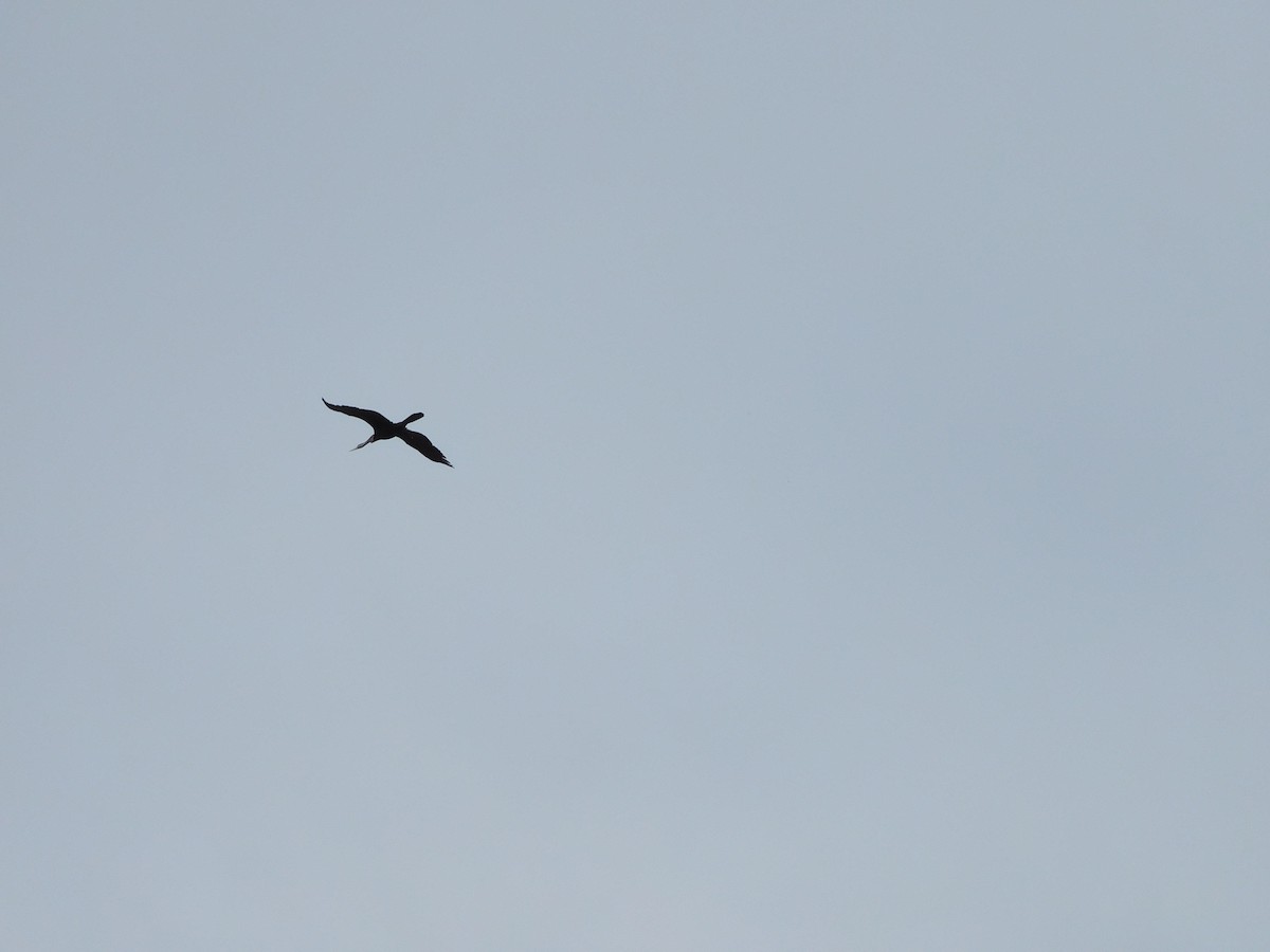 Oriental Darter - ML638180553
