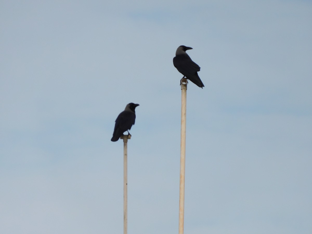House Crow - ML638180573