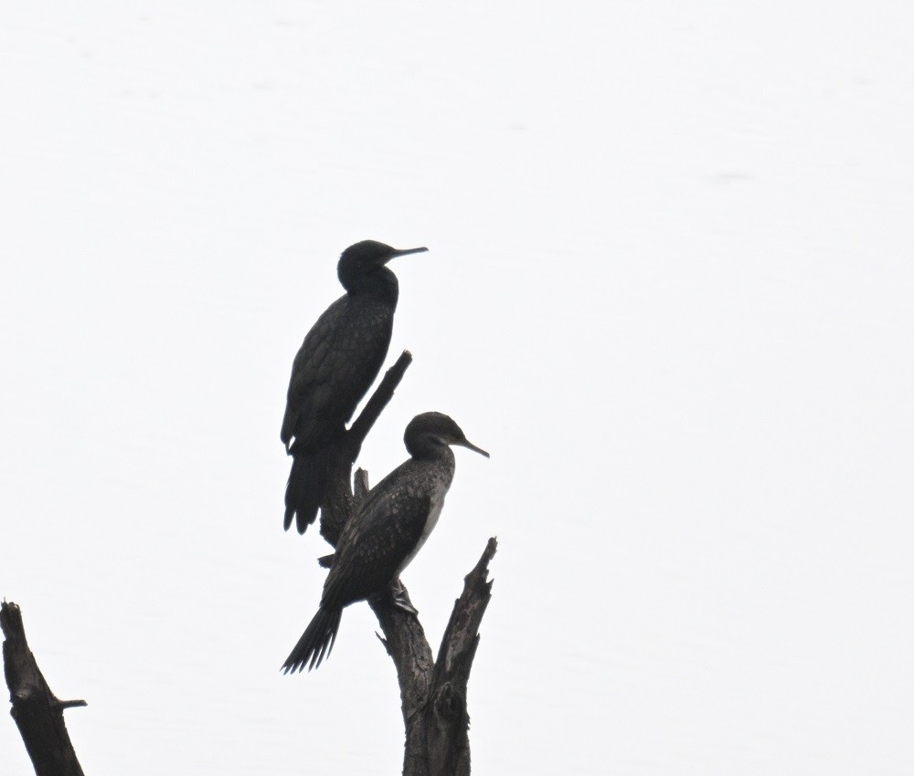 Indian Cormorant - ML638180574