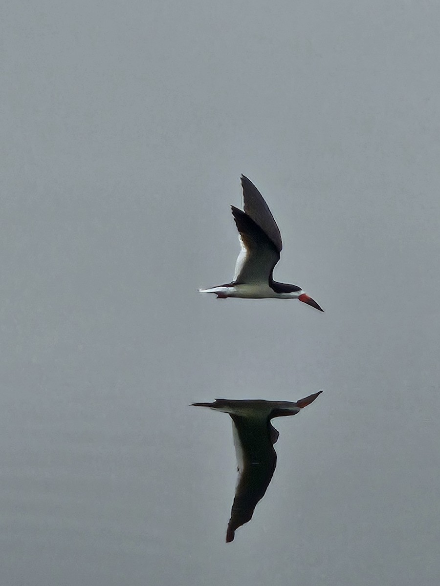 Black Skimmer - ML638180576
