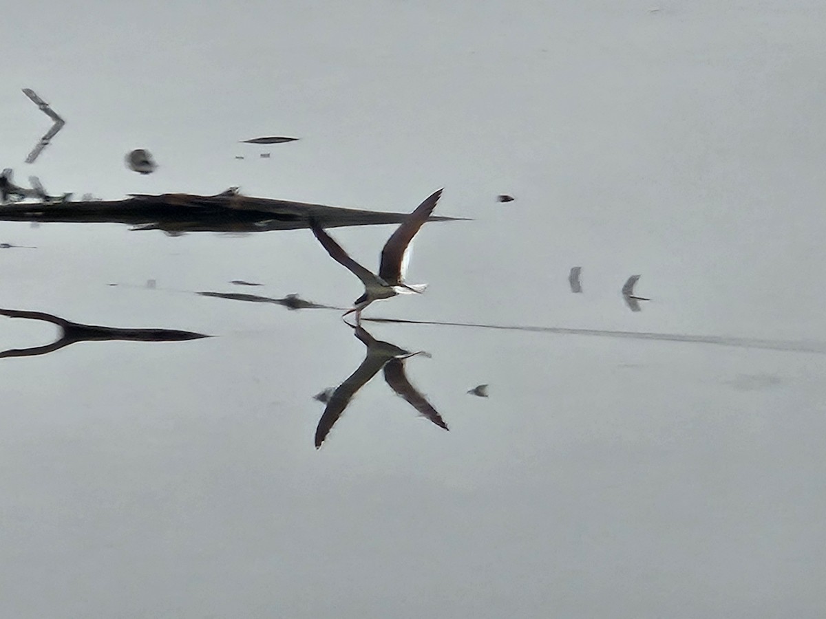 Black Skimmer - ML638180577