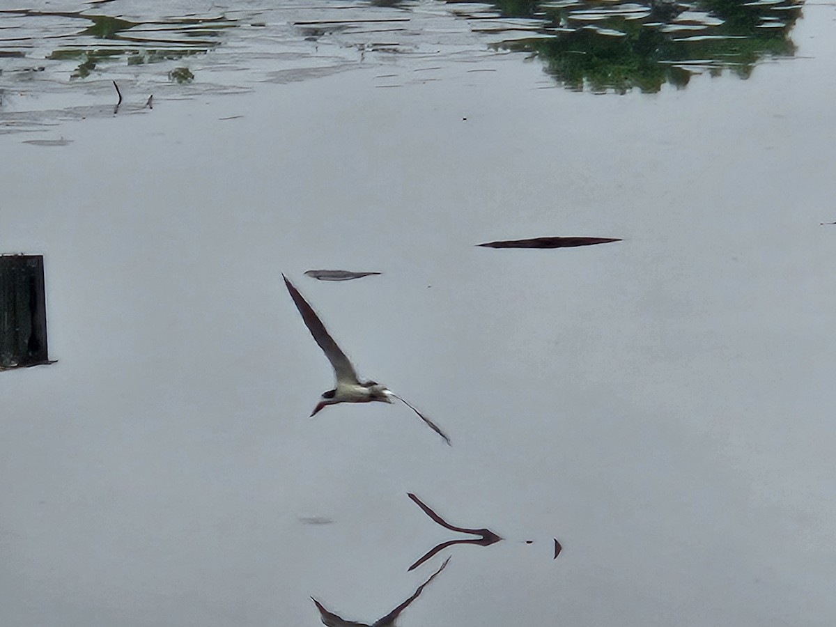 Black Skimmer - ML638180578