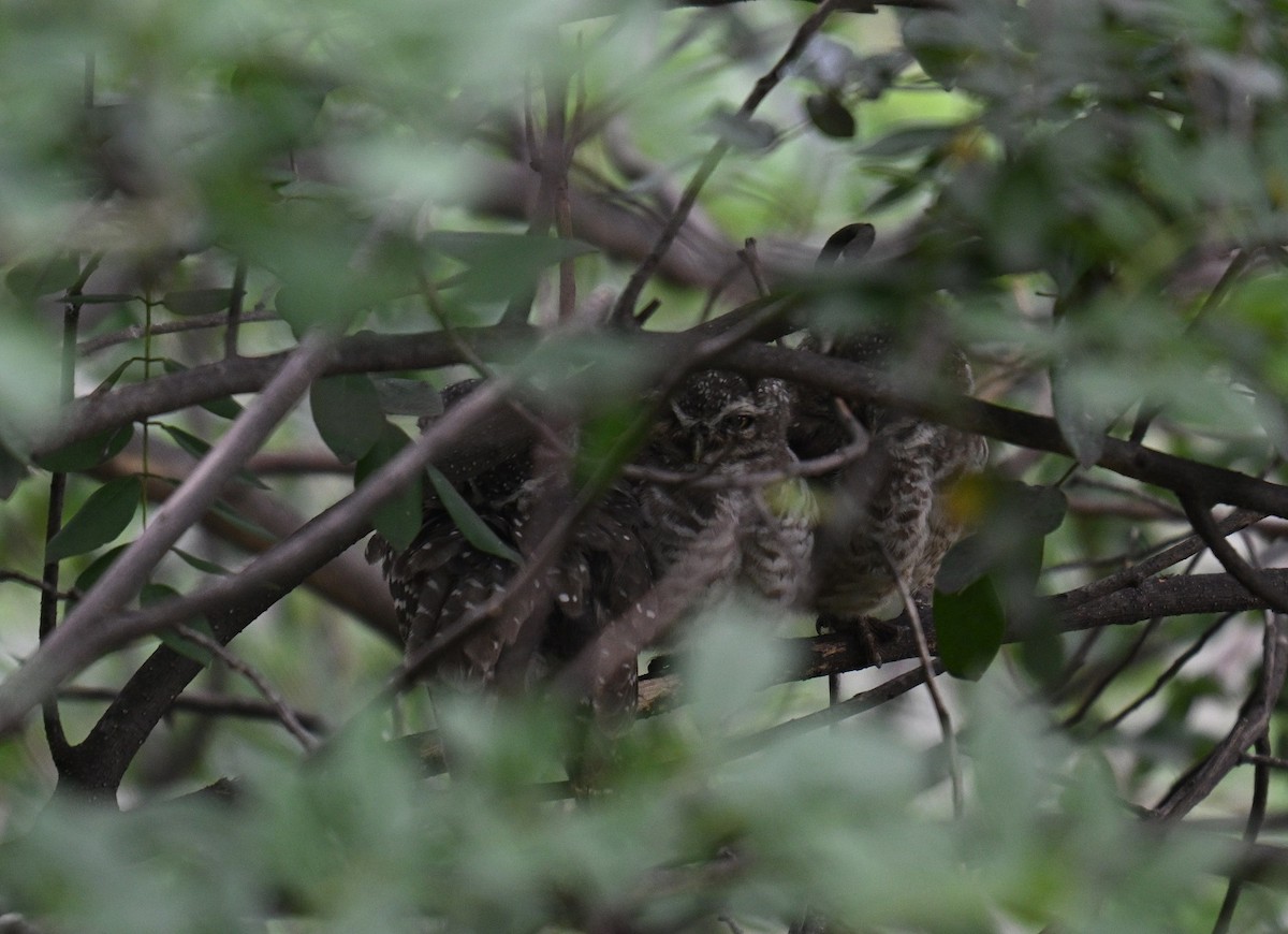 Spotted Owlet - ML638180607
