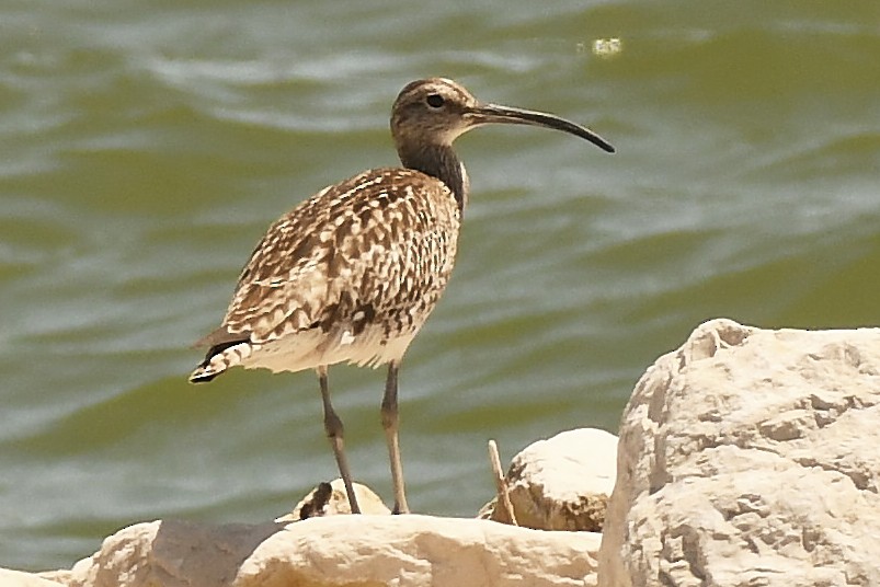 Eurasian Whimbrel - ML638180627