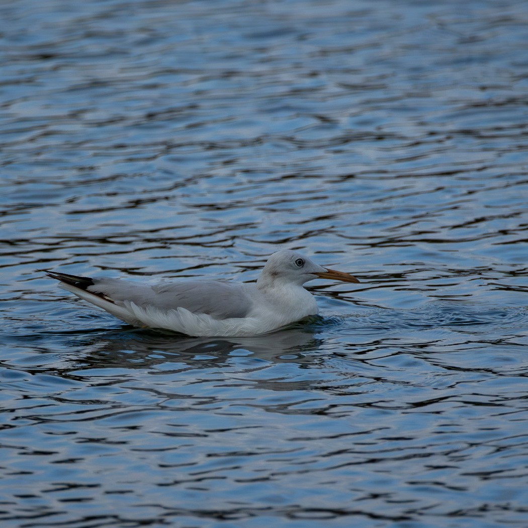 Slender-billed Gull - ML638180628
