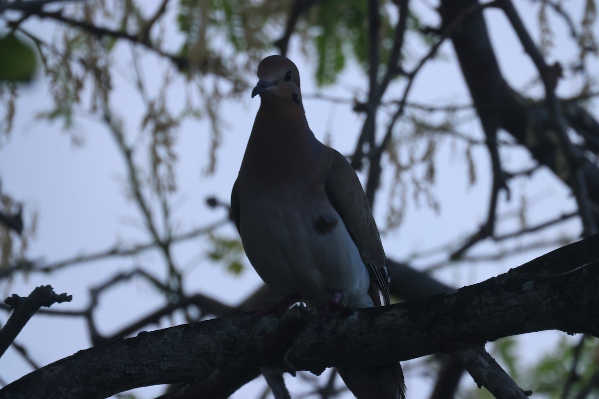 Zenaida Dove - ML638180636