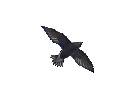 Brown-backed Needletail - ML638180656