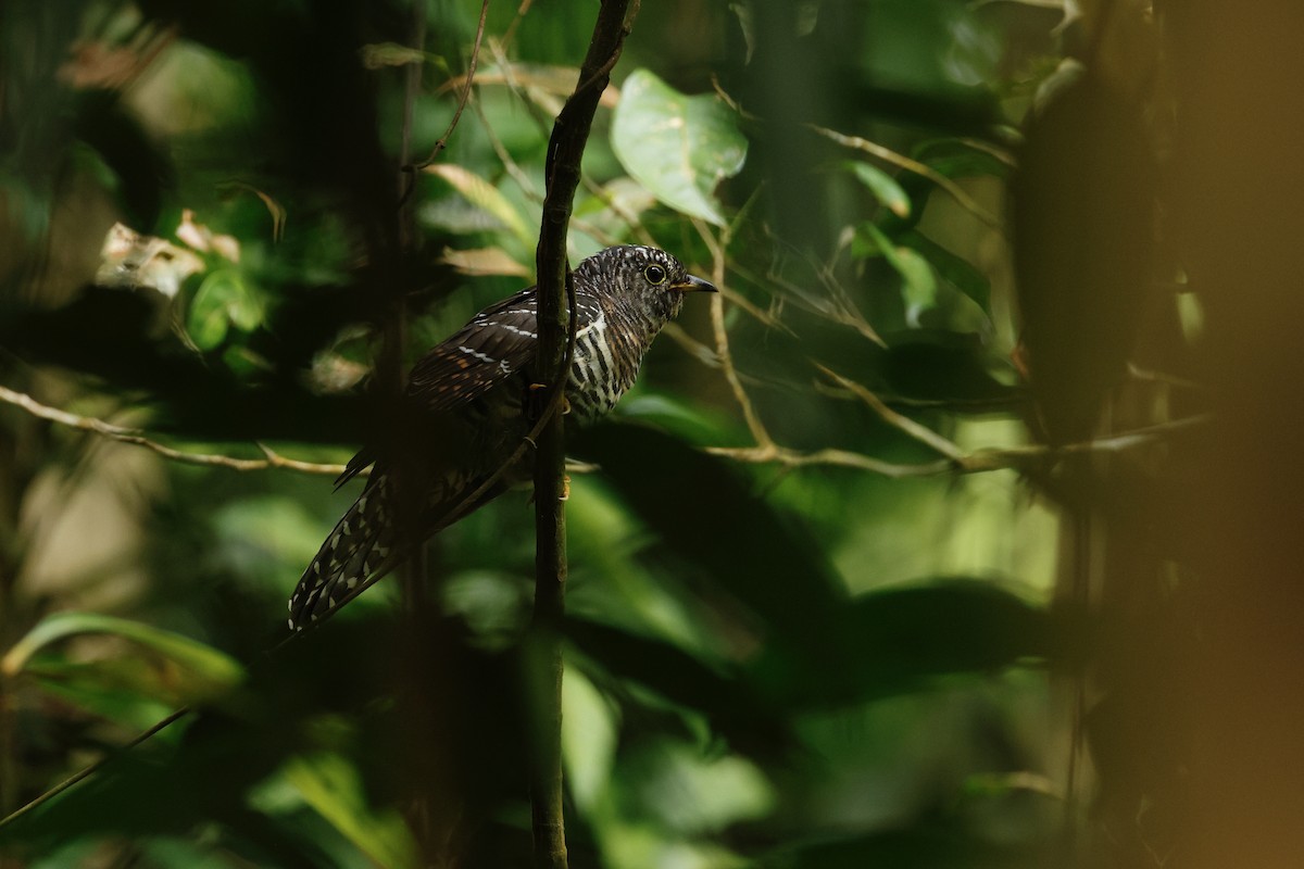 Indian Cuckoo - ML638180658