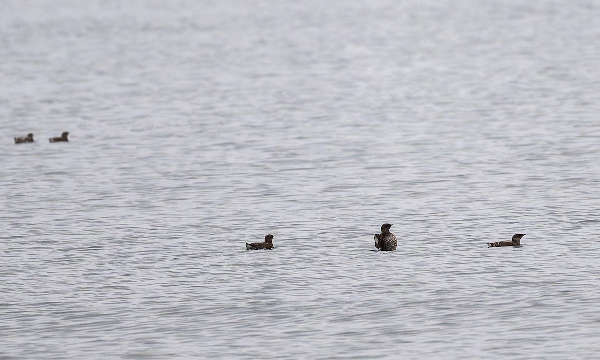 Marbled Murrelet - ML638180707