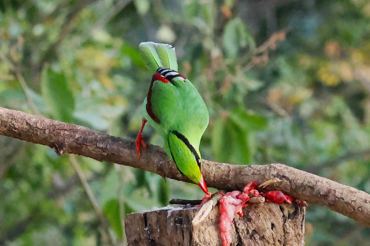 Common Green-Magpie - ML638180711