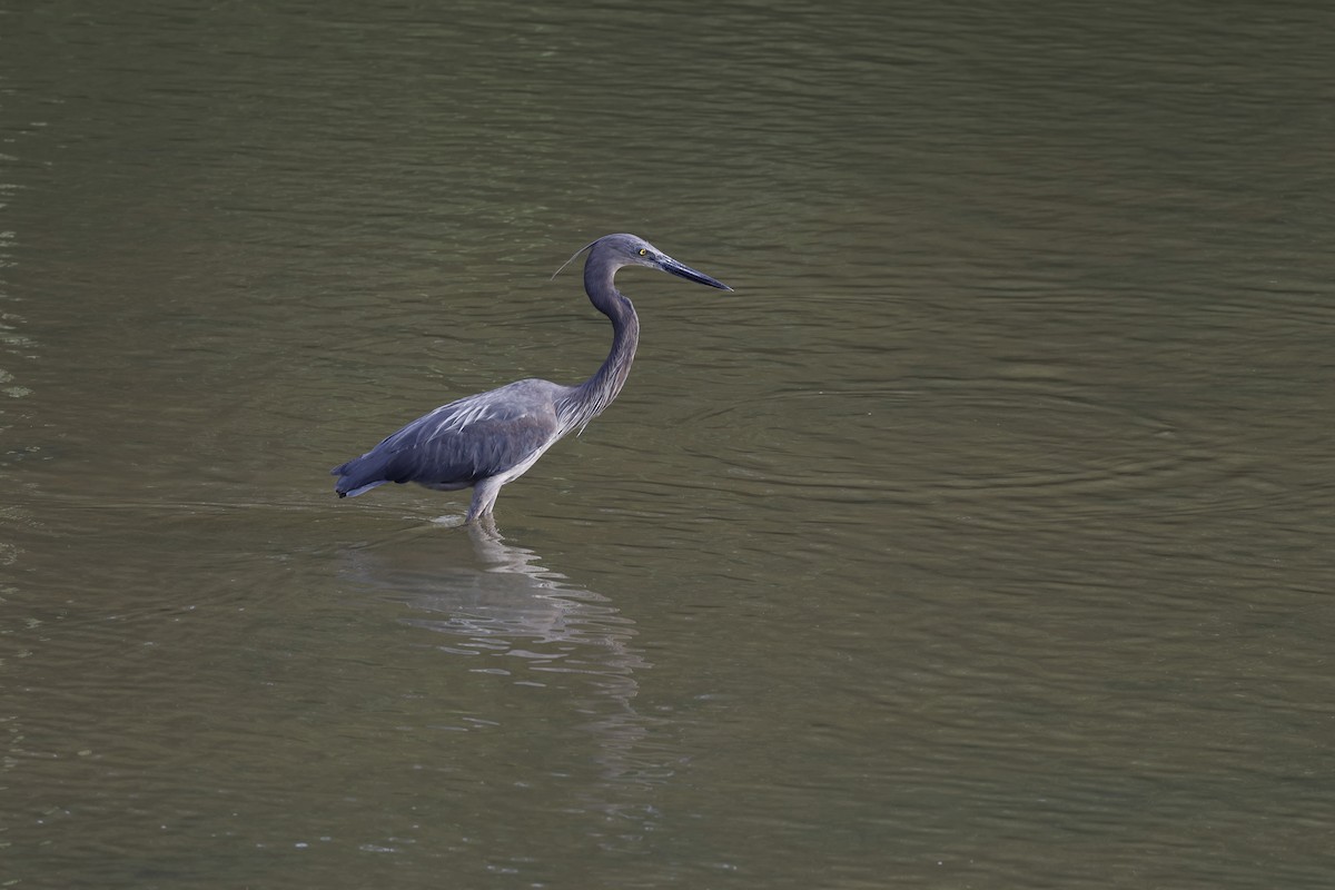 Great-billed Heron - ML638180712