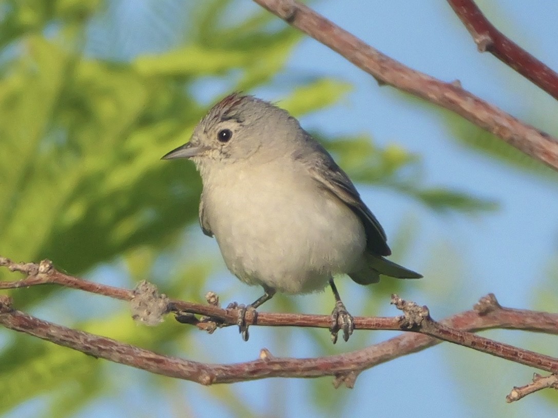 Lucy's Warbler - ML638180744