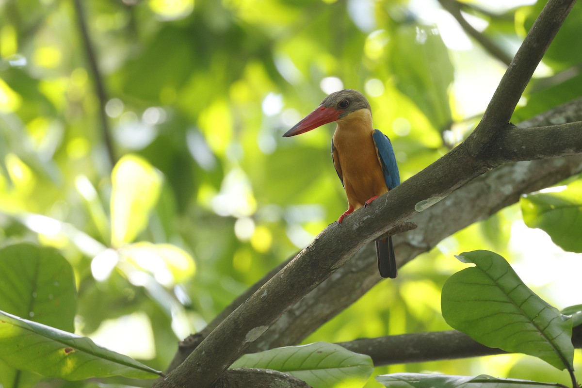 Stork-billed Kingfisher - ML638180754