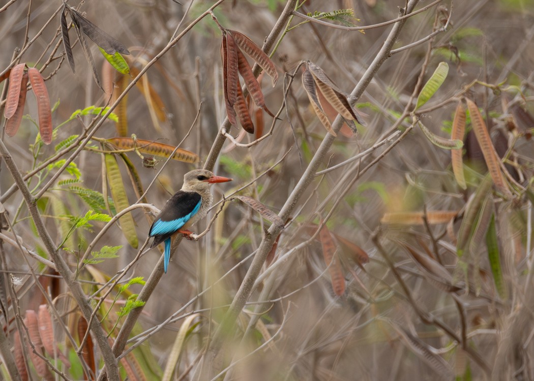 Gray-headed Kingfisher - ML638180763