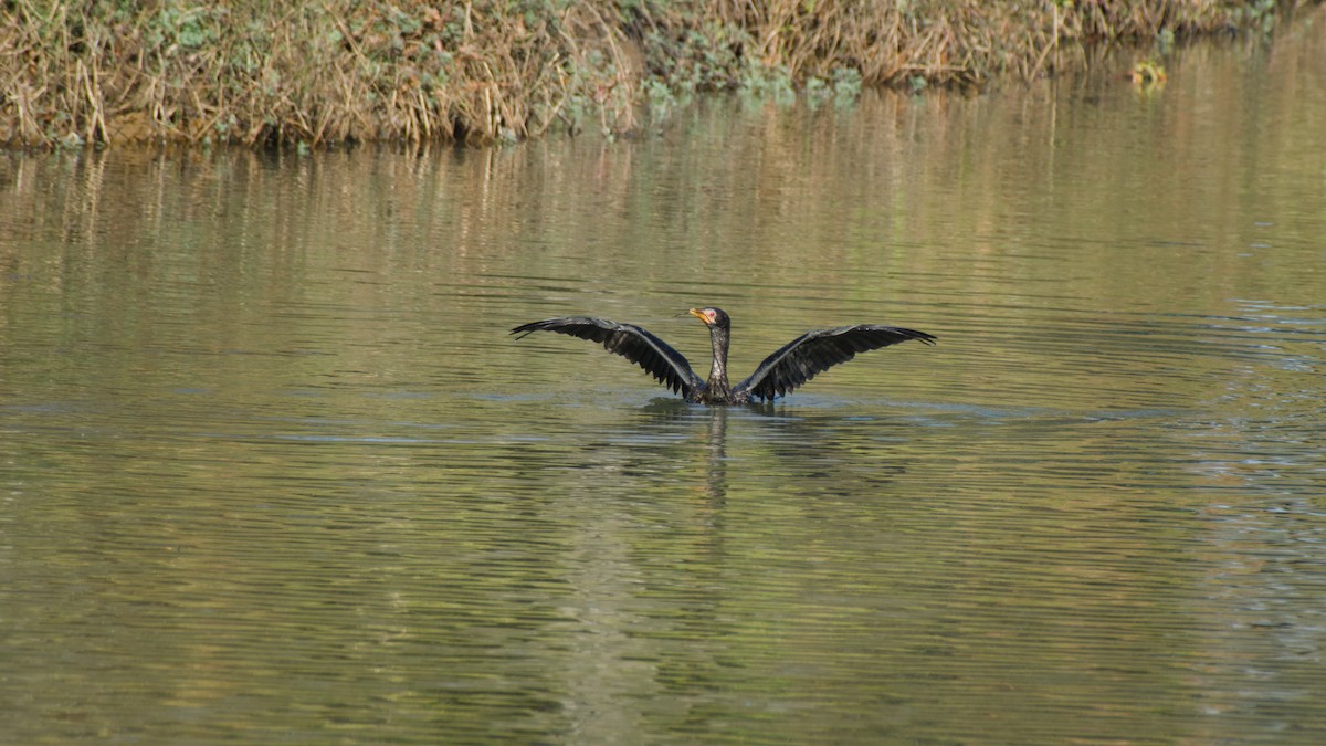 Reed Cormorant - ML638180770