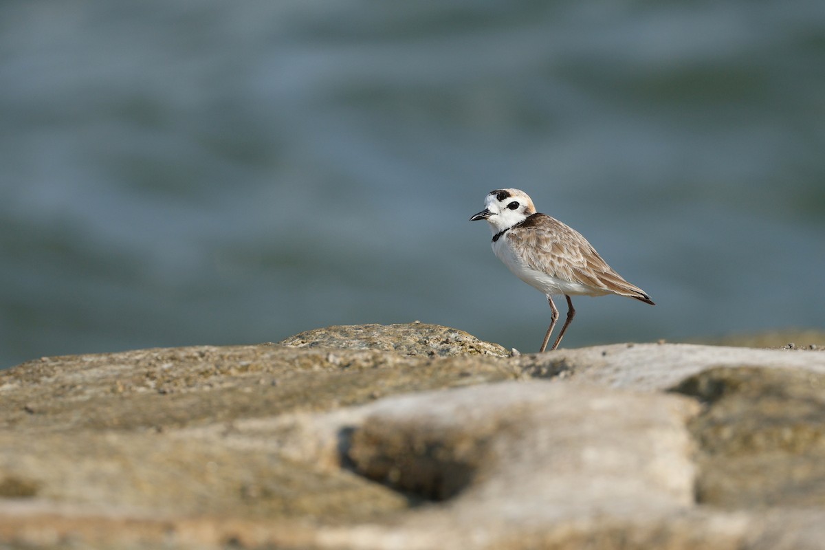 Malaysian Plover - ML638180823
