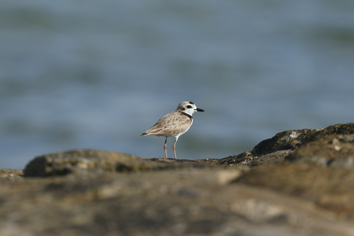 Malaysian Plover - ML638180824