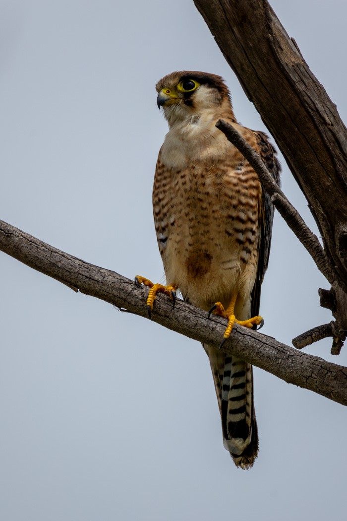 Red-necked Falcon - ML638180829