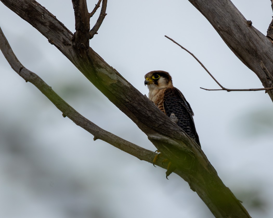 Red-necked Falcon - ML638180830