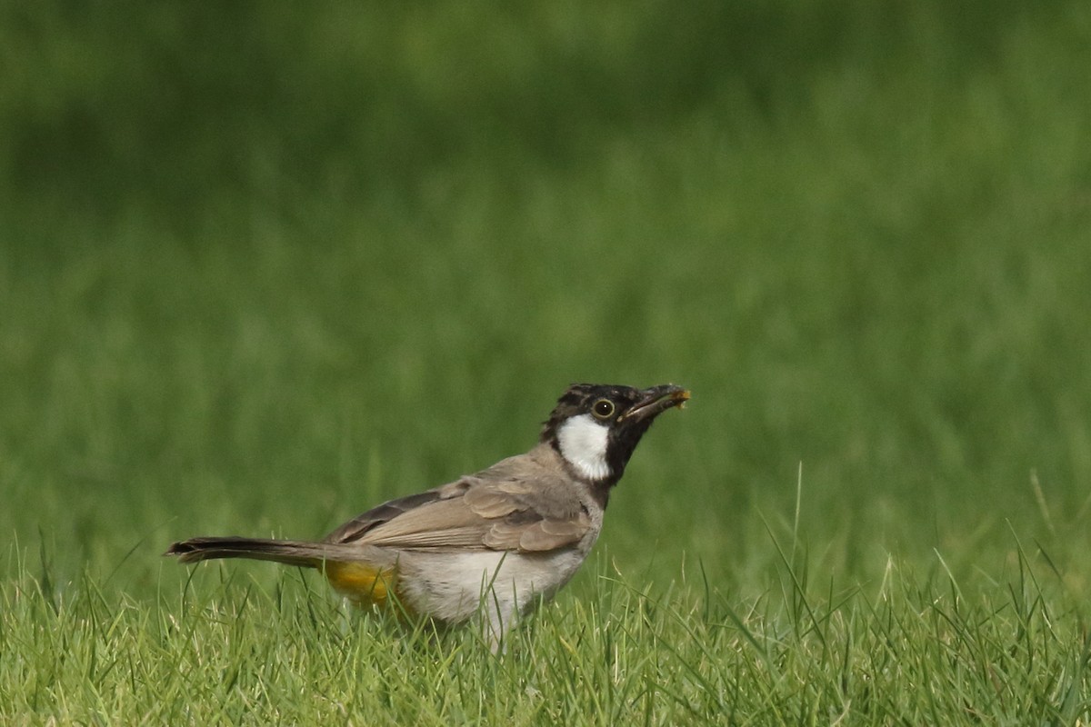 White-eared Bulbul - ML638180832