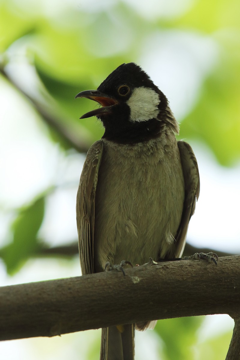 White-eared Bulbul - ML638180842
