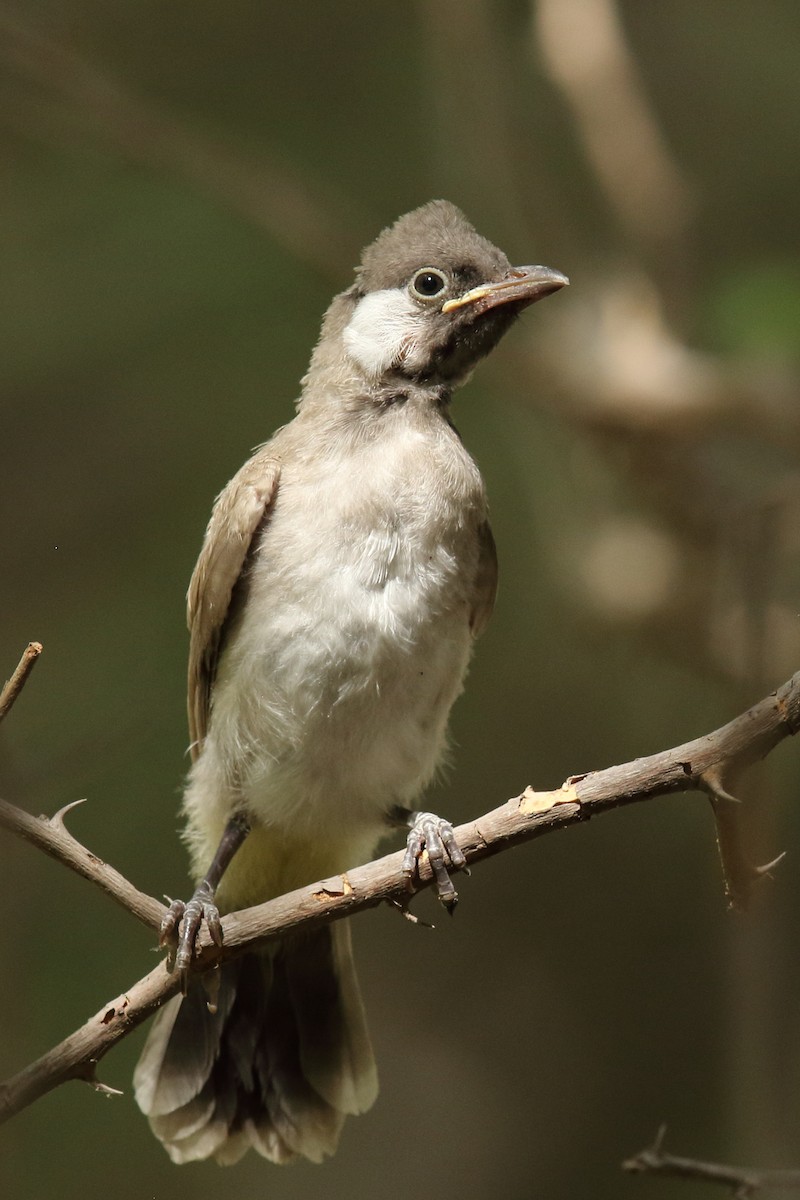 White-eared Bulbul - ML638180847