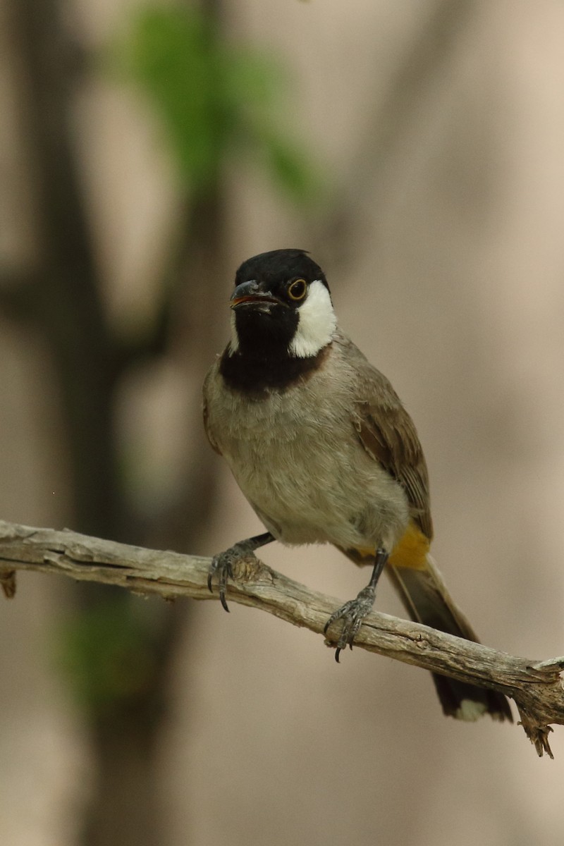 White-eared Bulbul - ML638180850